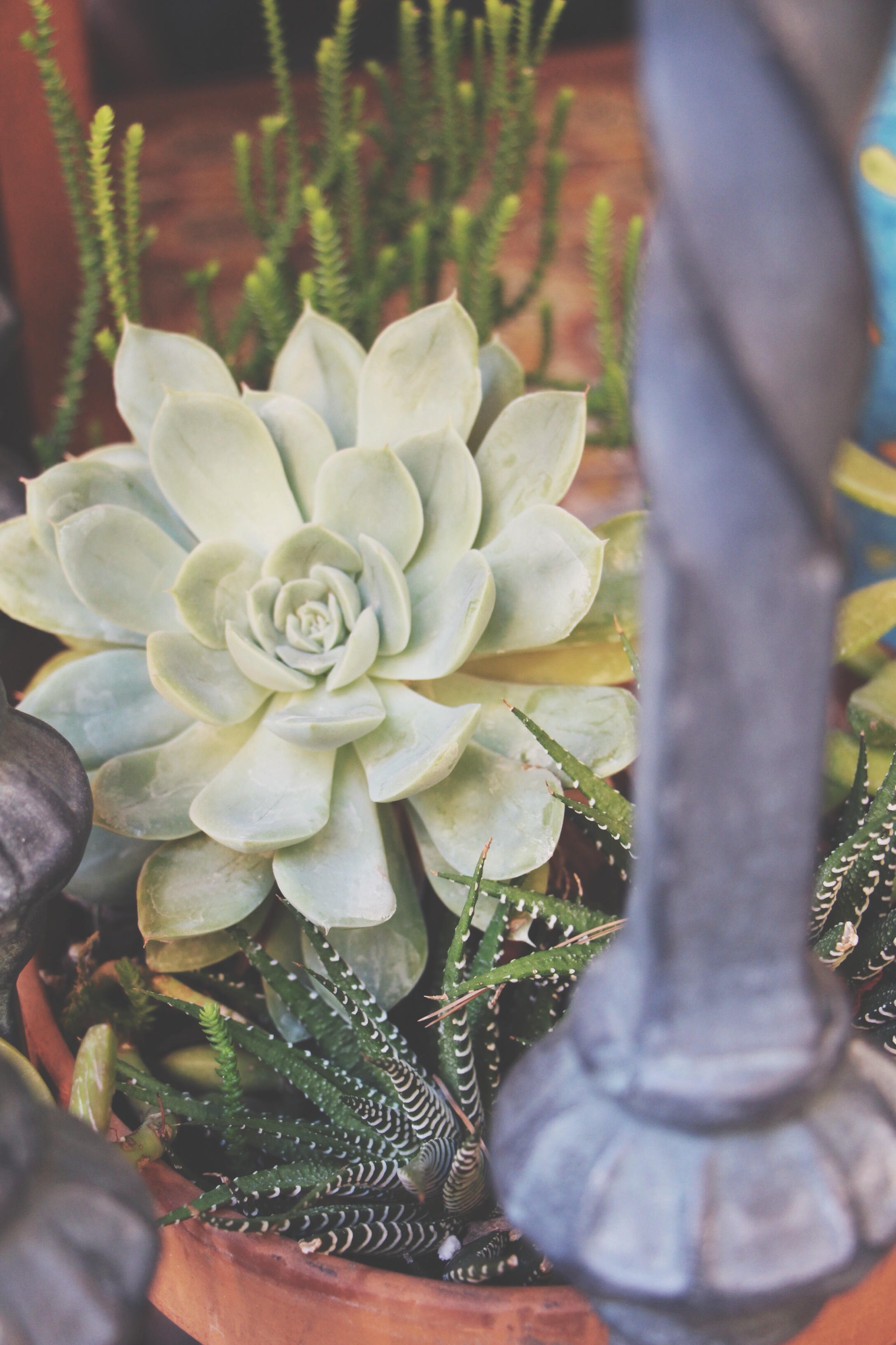 Succulent Sighting: Disneyland :: The succulents of Rancho del Zocalo restaurant in Frontierland at Disneyland Resort in California.&nbsp;&nbsp;